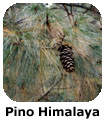 Pino Himalaya